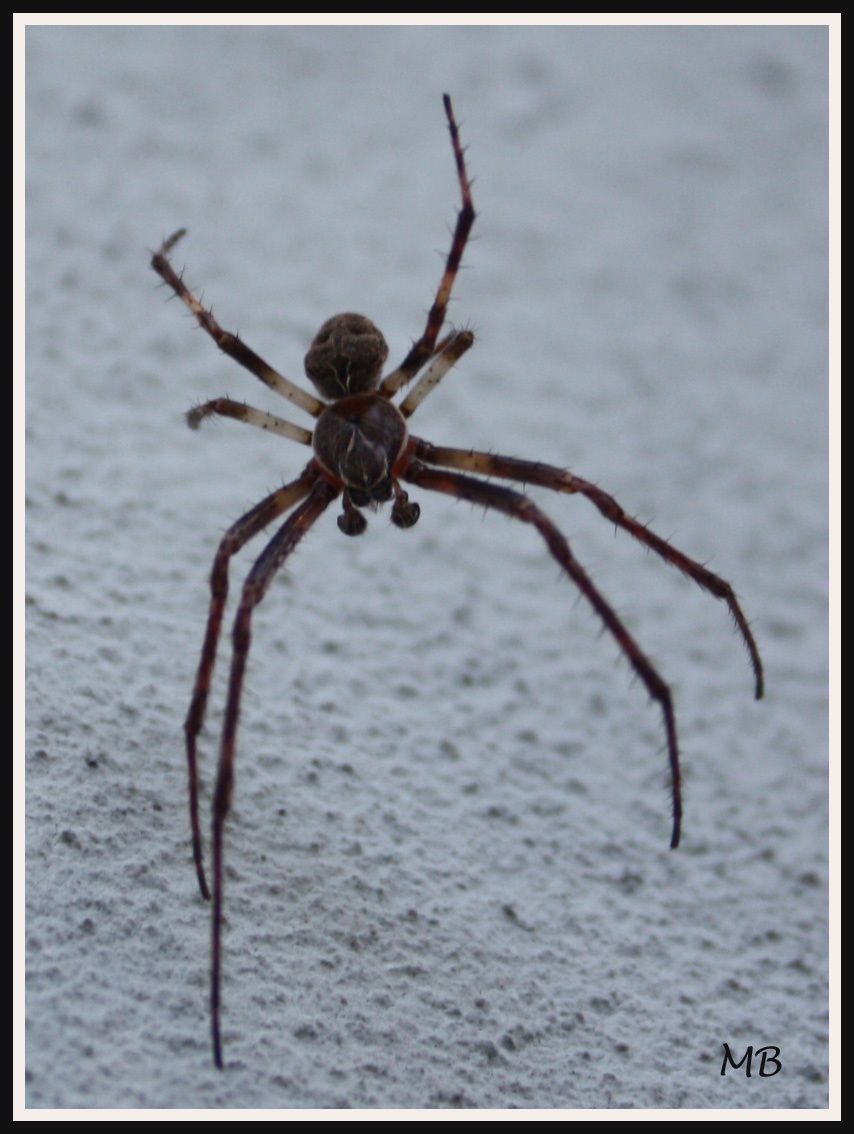 Arachnides 2511