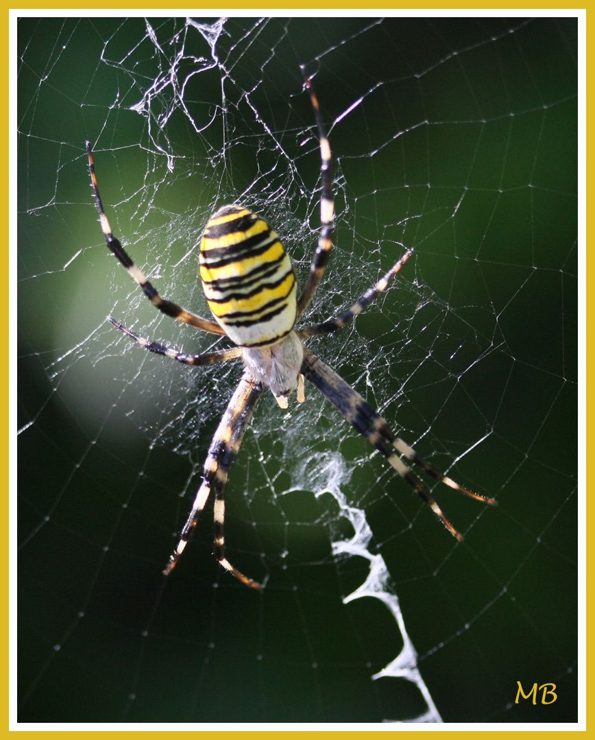Arachnides 3331