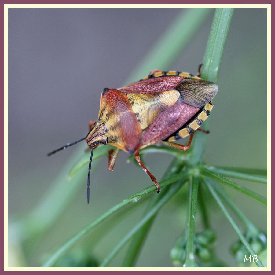 Insectes 0246