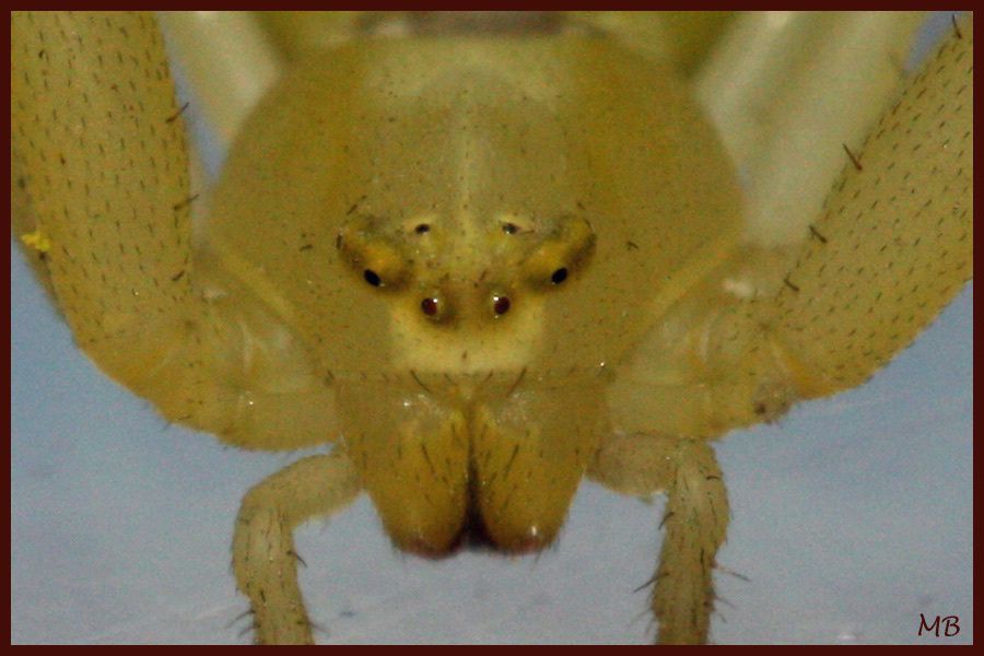 Arachnides-02-9989.jpg