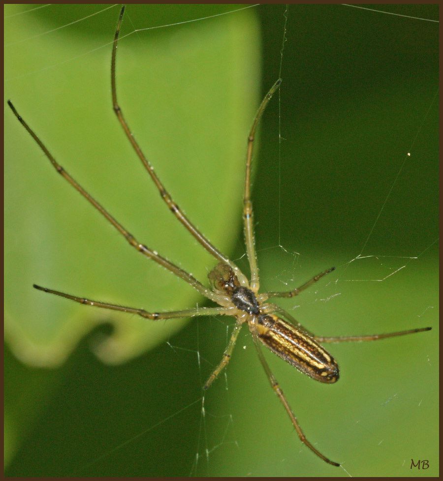 Arachnides-03-1786.jpg