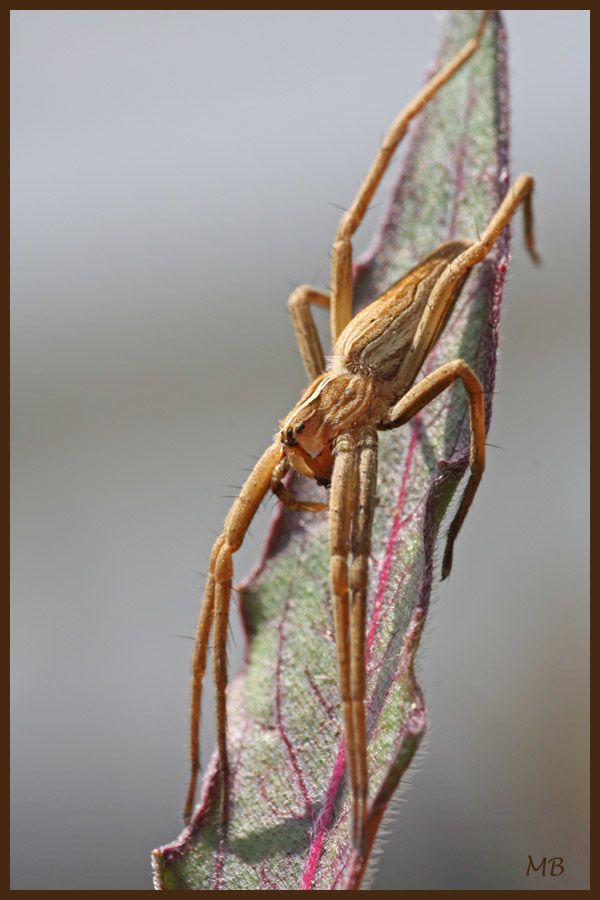 Arachnides-03-2316.jpg