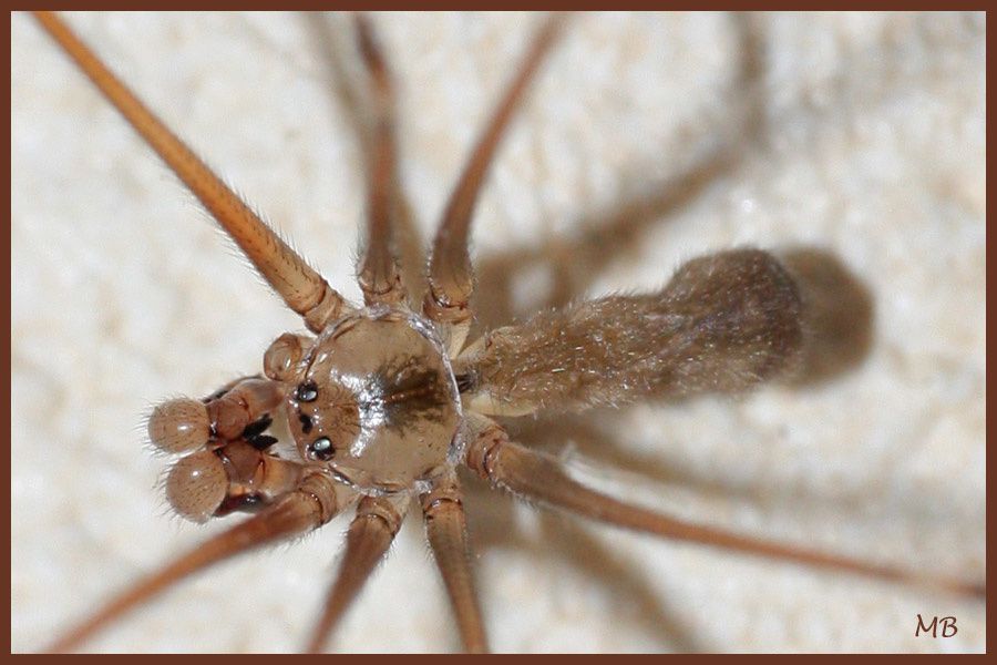 Arachnides-03-3429.jpg