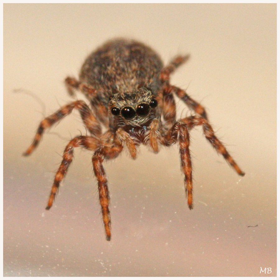 Arachnides-04-5790.jpg