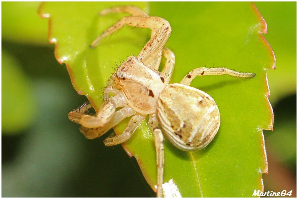 Arachnides-05-8509.JPG