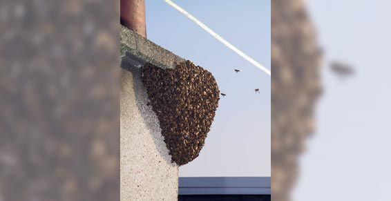 Essaimage d'abeilles