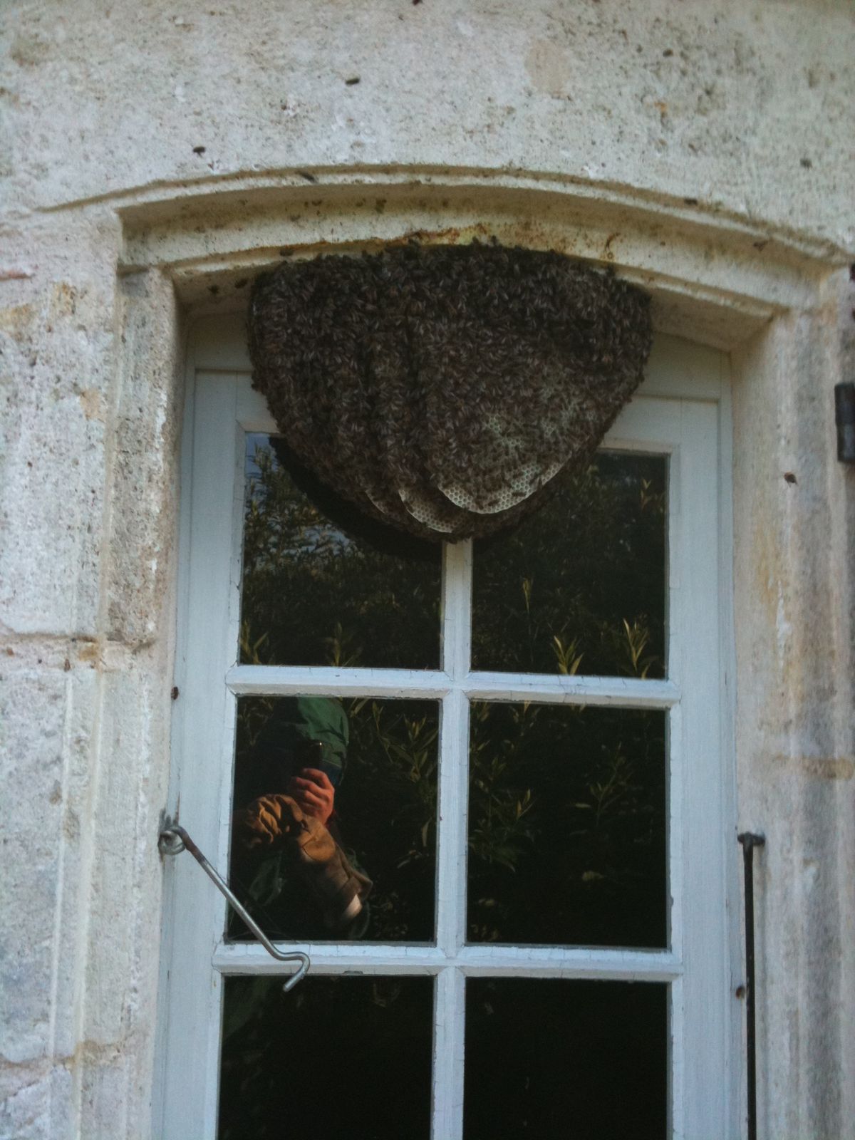 Récuperation essaim d'abeilles à Bordeaux