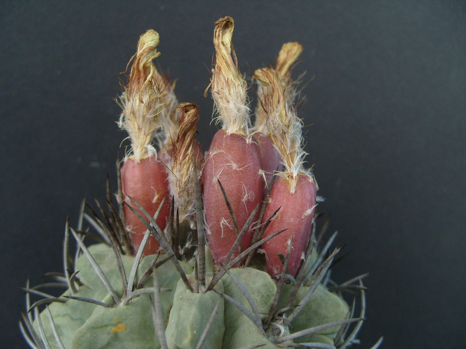 Fruits des cactus