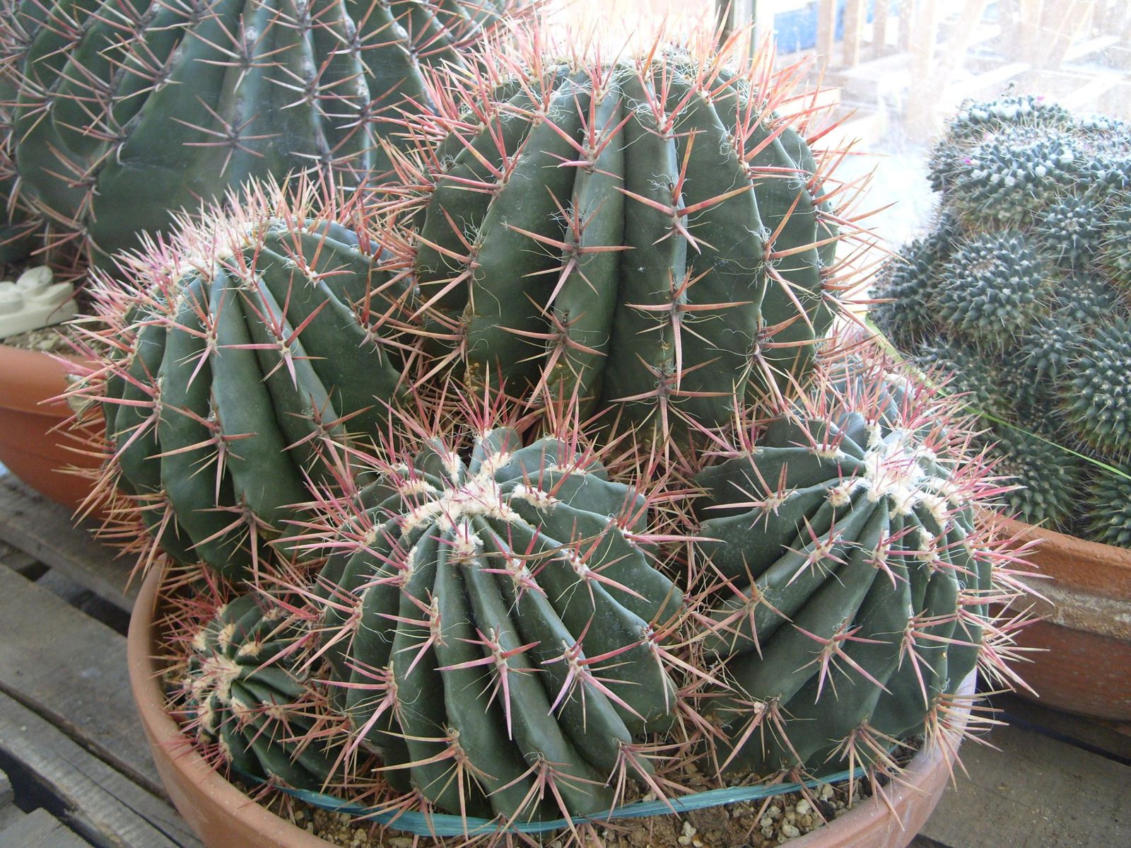 Photos de cactus prises dans des jardineries ou dans la nature
