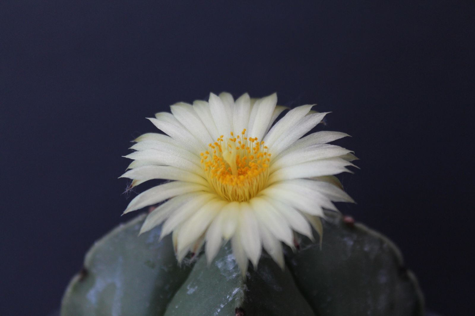 Les plus belles photos des fleurs de mes cactus
