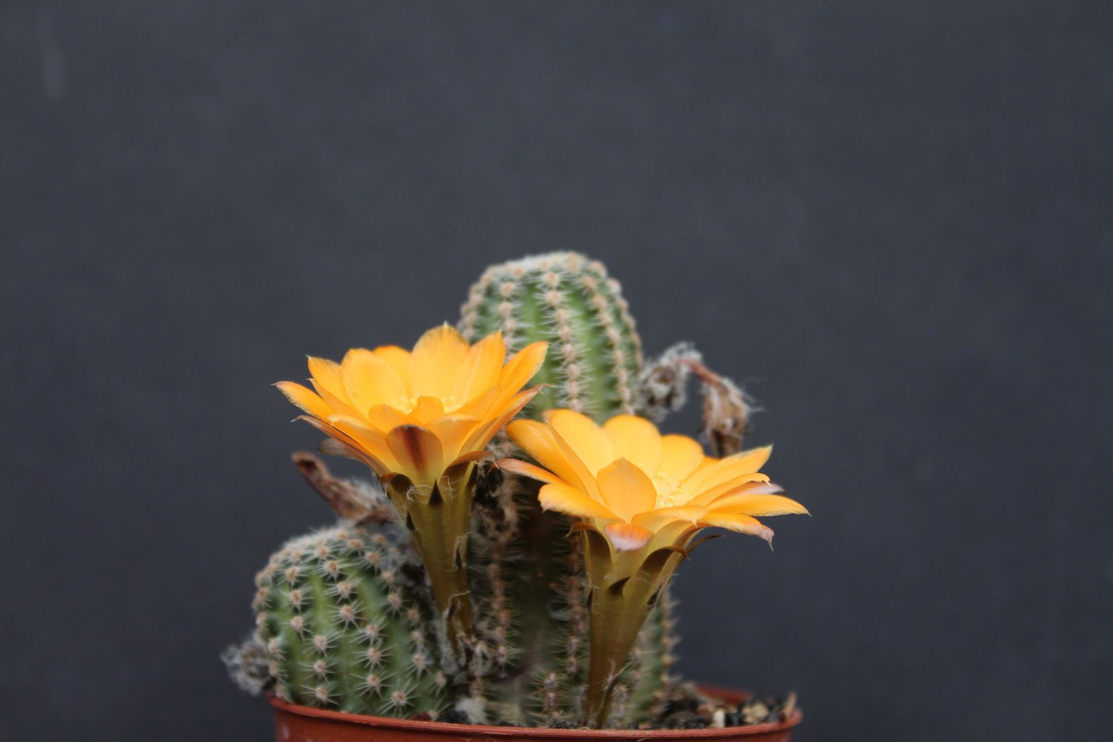 Les plus belles photos des fleurs de mes cactus
