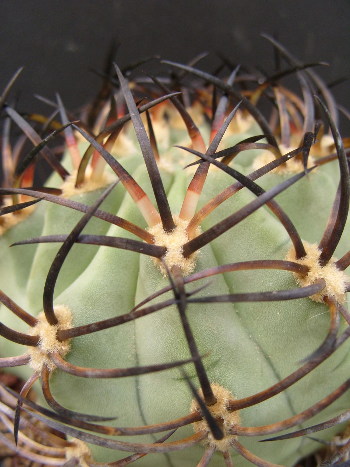 Spination et détail des épines de mes cactus.