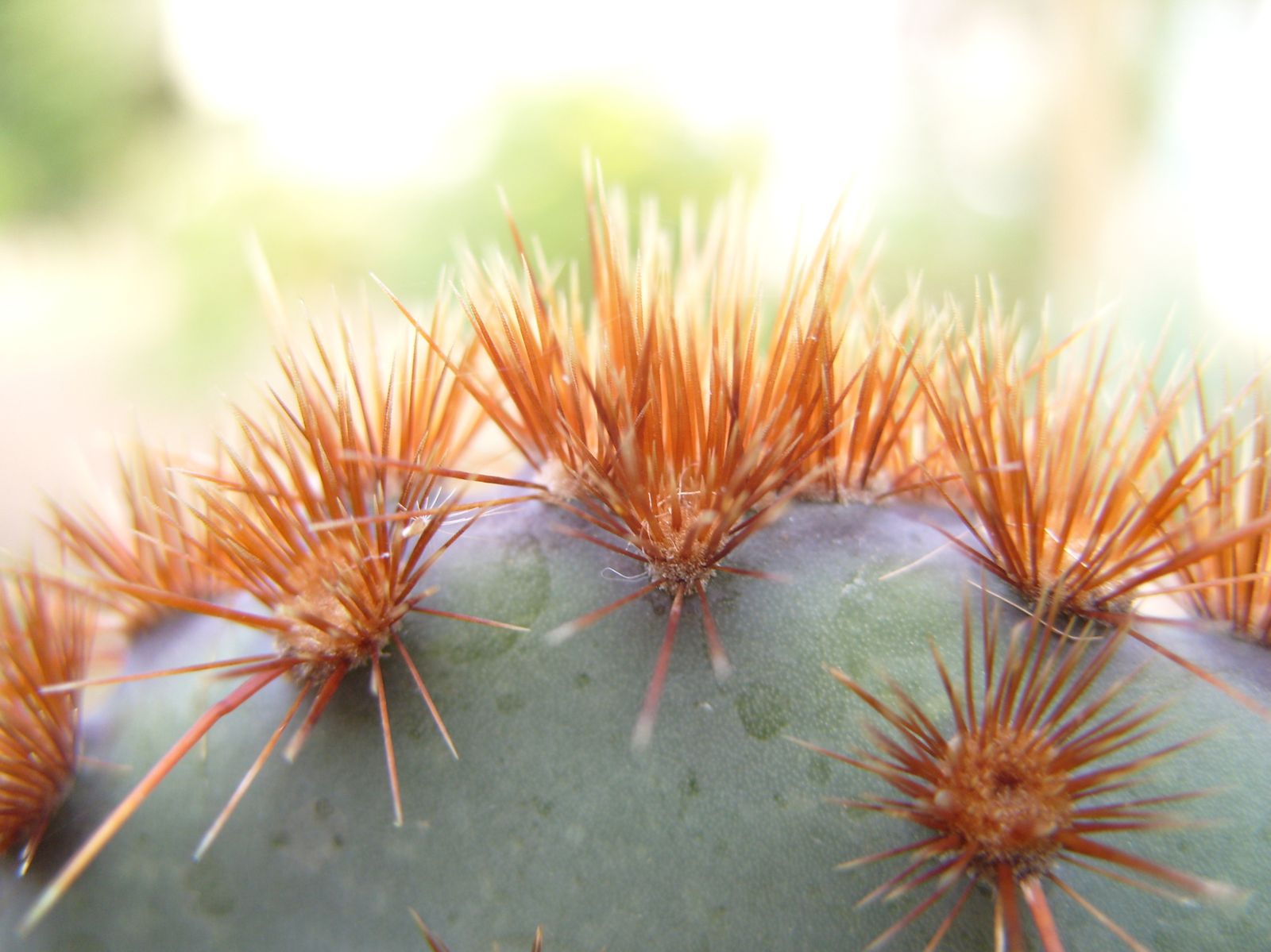 Spination et détail des épines de mes cactus.