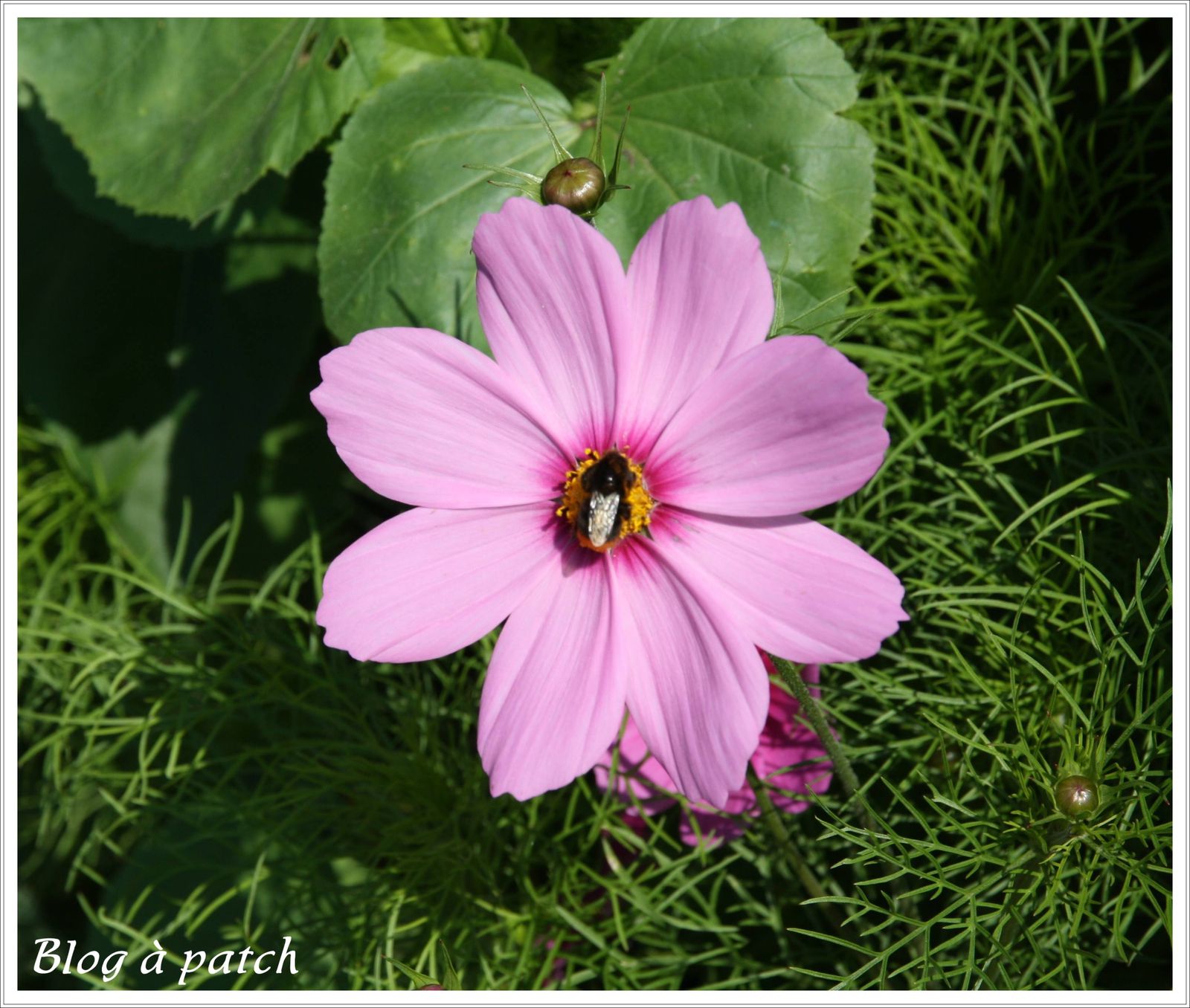 Une fleur pour l'été... - Le blog de Patchacha