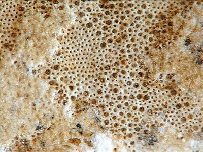 Bryozoaire-rameux-02-detail.jpg