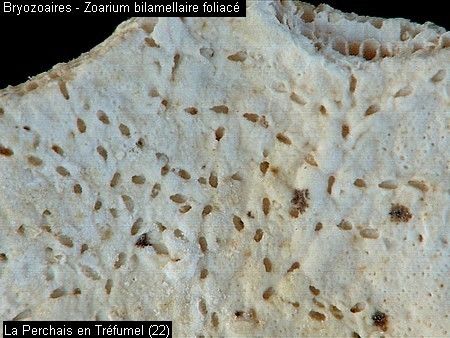 Bryozoaires-forme-foliacee-detail01.jpg