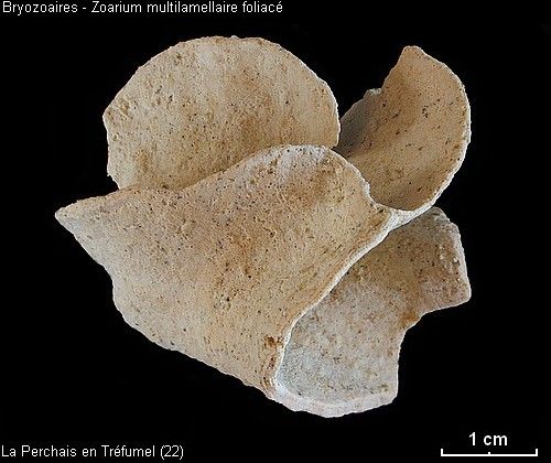Bryozoaires-forme-foliacee01.jpg