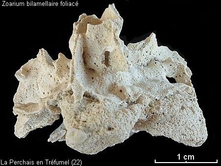 Bryozoaires-forme-foliacee2.jpg