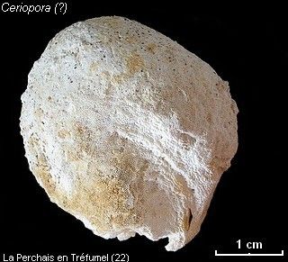 Ceriopora2