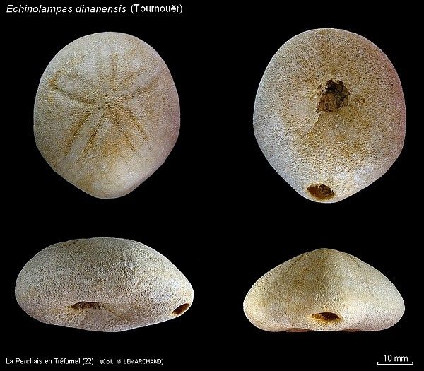 Echinolampas dinanensis-600
