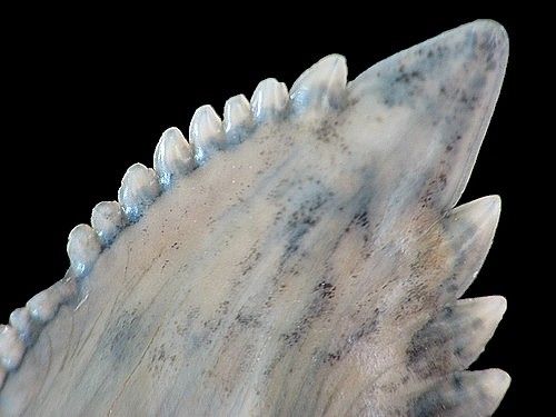Hemipristis-Apex-dent.JPG