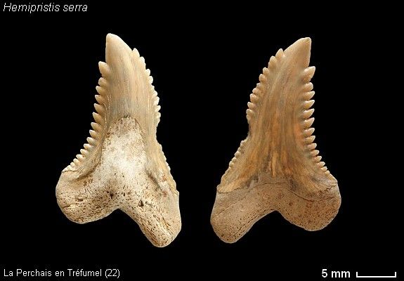 Hemipristis-planche-04.jpg