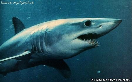 Isurus-copie-1