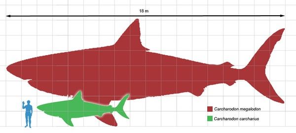 Megaselachus-tailles-comparees.jpg