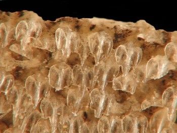 Odontodes Galeorhinus galeus