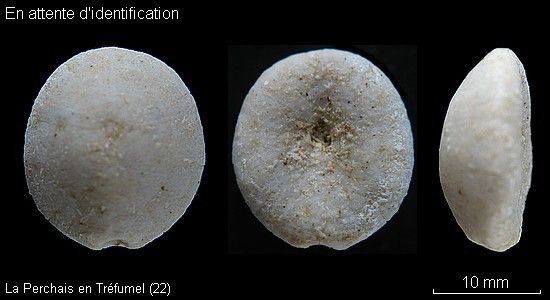 Oursin-a-identifier.jpg