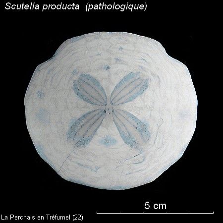 Parascutelle--patho.jpg