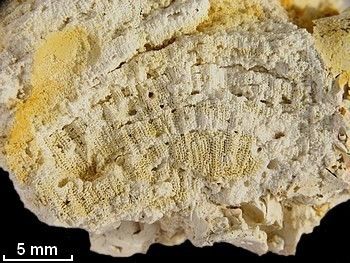 Porites-01-ensemble.jpg