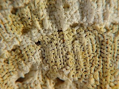 Porites-02-detail-longit-jpg