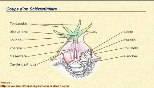 Schema-scleractiniaire.jpg