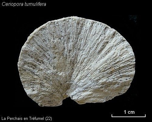 Section-longitudinale-Ceriopora.jpg