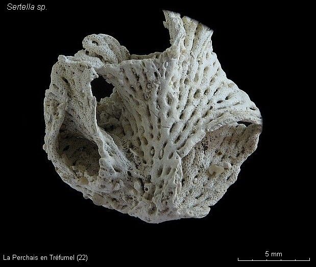 Sertella sp.