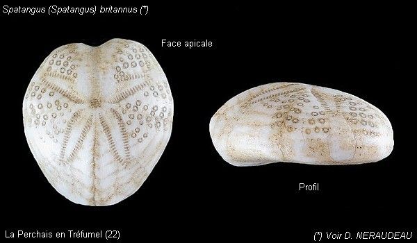 Spatangus (Spatangus) britannus (5218)