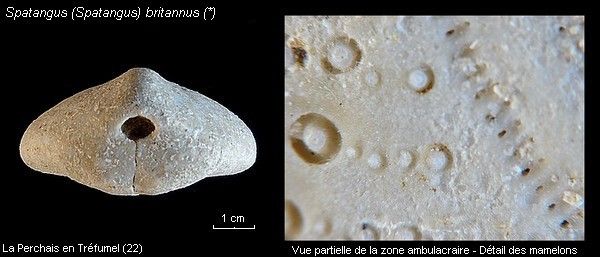 Spatangus (Spatangus) britannus (5230)