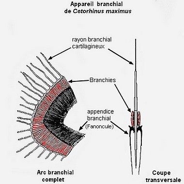 fanoncule.jpg