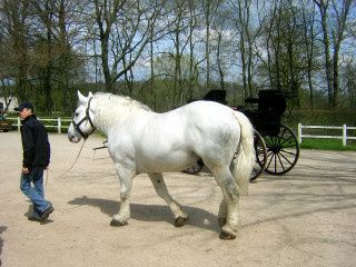 Percheron_blanc