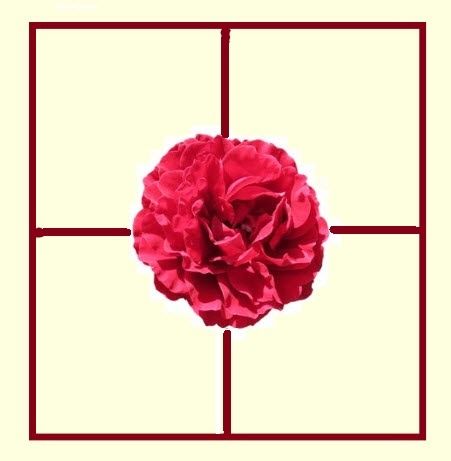 rose-croix-dans-carre.jpg