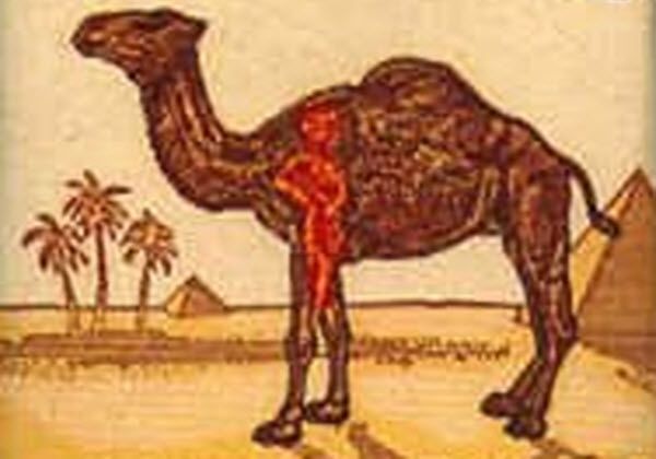 camel.jpg