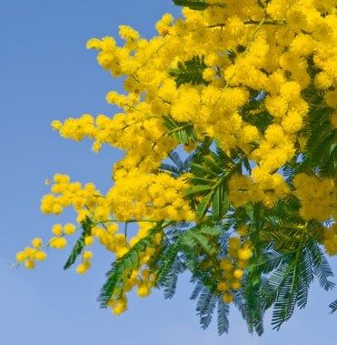 mimosas-le-gaulois-parfume-tp_228567435024448355f.jpg