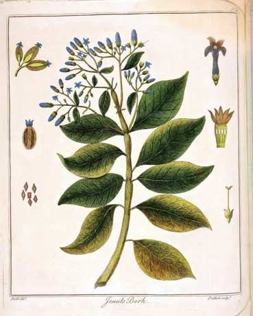 08_quinquina.jpg