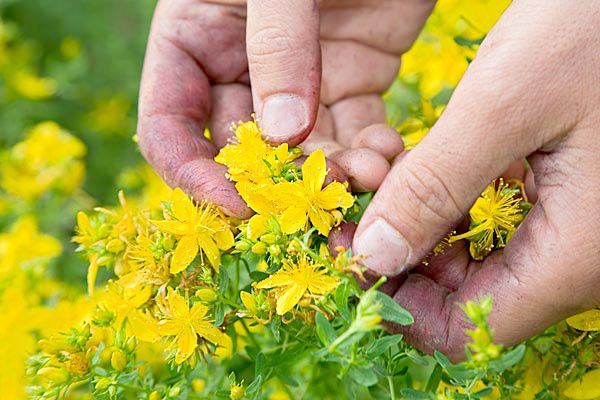 hand-picking-flower-copie-1.jpg