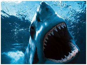 requin-shark-night-3d.jpg