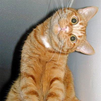 chat-35