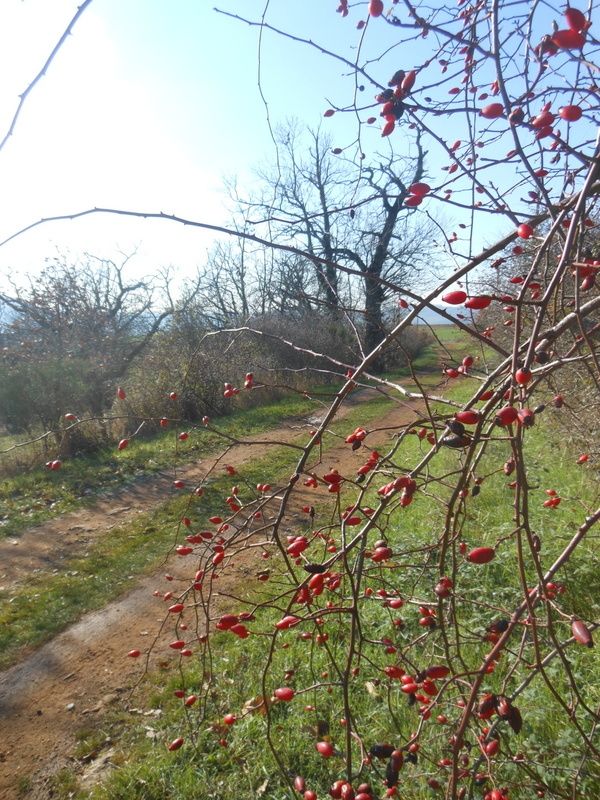 Entre deux saisons... Novembre 2012.