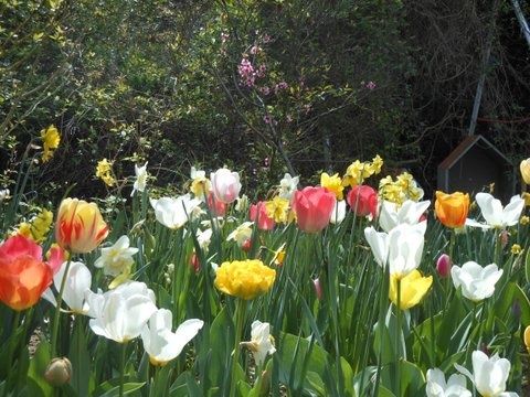  Floraison