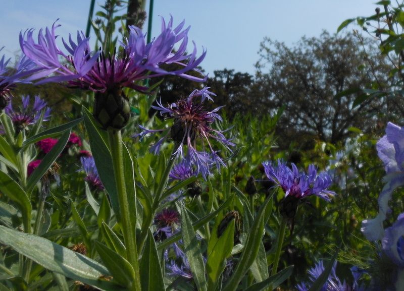 Juin 2013. Entre Giverny et le Vexin. Ce n'est pas la distance qui compte pour faire un grand voyage !